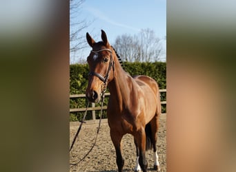 Caballo de salto Oldenburgo, Caballo castrado, 5 años, 167 cm, Castaño