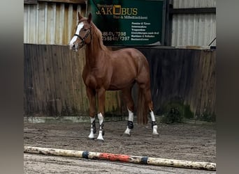 Caballo de salto Oldenburgo, Caballo castrado, 5 años, 168 cm, Alazán