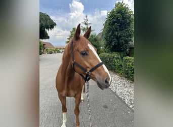 Caballo de salto Oldenburgo, Caballo castrado, 5 años, 168 cm, Alazán