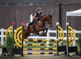 Caballo de salto Oldenburgo, Caballo castrado, 5 años, 168 cm, Castaño