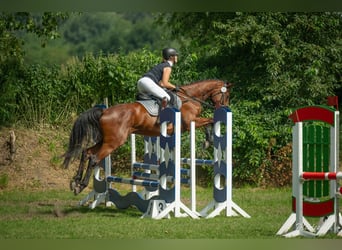 Caballo de salto Oldenburgo, Caballo castrado, 5 años, 168 cm, Castaño