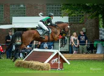 Caballo de salto Oldenburgo, Caballo castrado, 5 años, 168 cm, Castaño