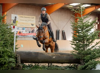 Caballo de salto Oldenburgo, Caballo castrado, 5 años, 168 cm, Castaño