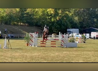 Caballo de salto Oldenburgo, Caballo castrado, 5 años, 168 cm, Castaño