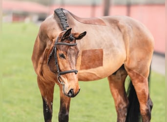 Caballo de salto Oldenburgo, Caballo castrado, 5 años, 168 cm, Castaño rojizo