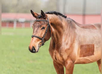 Caballo de salto Oldenburgo, Caballo castrado, 5 años, 168 cm, Castaño rojizo