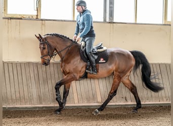 Caballo de salto Oldenburgo, Caballo castrado, 5 años, 168 cm, Castaño rojizo