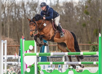 Caballo de salto Oldenburgo, Caballo castrado, 5 años, 168 cm, Castaño rojizo