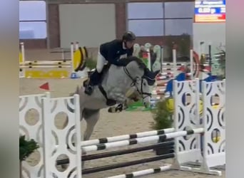 Caballo de salto Oldenburgo, Caballo castrado, 5 años, 168 cm, Tordo