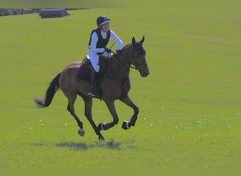 Caballo de salto Oldenburgo, Caballo castrado, 5 años, 169 cm, Castaño