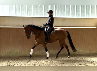 Caballo de salto Oldenburgo, Caballo castrado, 5 años, 169 cm, Castaño