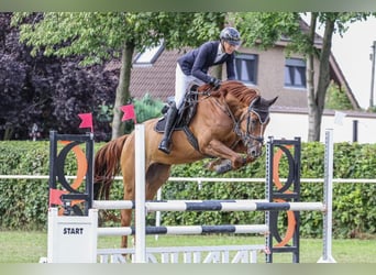 Caballo de salto Oldenburgo, Caballo castrado, 5 años, 170 cm, Alazán