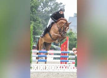 Caballo de salto Oldenburgo, Caballo castrado, 5 años, 170 cm, Alazán