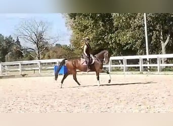 Caballo de salto Oldenburgo, Caballo castrado, 5 años, 170 cm, Castaño