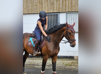 Caballo de salto Oldenburgo, Caballo castrado, 5 años, 170 cm, Castaño