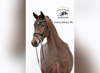 Caballo de salto Oldenburgo, Caballo castrado, 5 años, 170 cm, Castaño