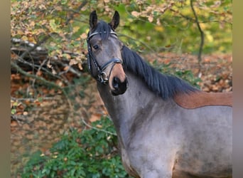 Caballo de salto Oldenburgo, Caballo castrado, 5 años, 170 cm, Castaño
