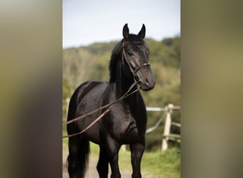 Caballo de salto Oldenburgo, Caballo castrado, 5 años, 170 cm, Negro