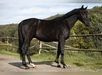 Caballo de salto Oldenburgo, Caballo castrado, 5 años, 170 cm, Negro