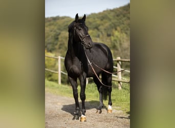 Caballo de salto Oldenburgo, Caballo castrado, 5 años, 170 cm, Negro