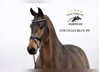Caballo de salto Oldenburgo, Caballo castrado, 5 años, 171 cm, Castaño