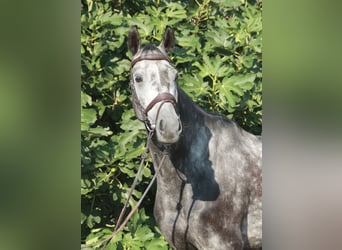 Caballo de salto Oldenburgo, Caballo castrado, 5 años, 171 cm, Tordo rodado