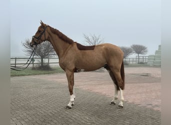 Caballo de salto Oldenburgo, Caballo castrado, 5 años, 172 cm, Alazán