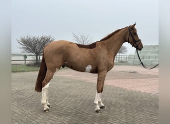 Caballo de salto Oldenburgo, Caballo castrado, 5 años, 172 cm, Alazán