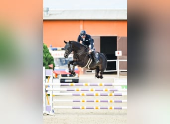 Caballo de salto Oldenburgo, Caballo castrado, 5 años, 172 cm, Morcillo