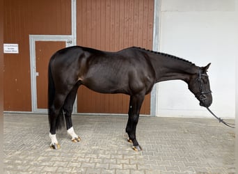 Caballo de salto Oldenburgo, Caballo castrado, 5 años, 172 cm, Morcillo