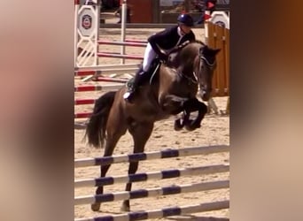 Caballo de salto Oldenburgo, Caballo castrado, 5 años, 172 cm, Musgo