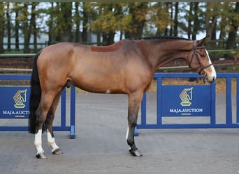 Caballo de salto Oldenburgo, Caballo castrado, 5 años, 173 cm, Castaño