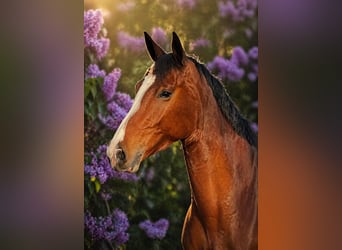 Caballo de salto Oldenburgo, Caballo castrado, 5 años, 174 cm, Castaño