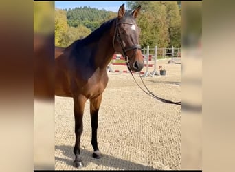Caballo de salto Oldenburgo, Caballo castrado, 5 años, 174 cm, Castaño