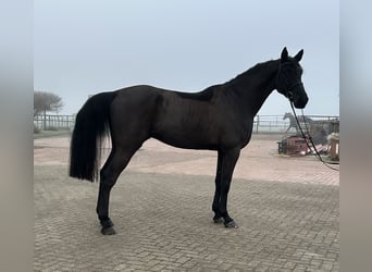 Caballo de salto Oldenburgo, Caballo castrado, 5 años, 174 cm, Negro