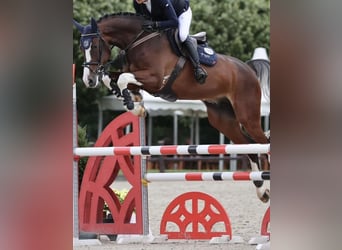 Caballo de salto Oldenburgo, Caballo castrado, 5 años, 174 cm, Negro