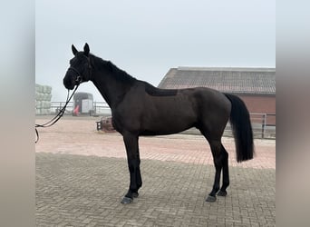 Caballo de salto Oldenburgo, Caballo castrado, 5 años, 174 cm, Negro