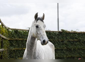 Caballo de salto Oldenburgo, Caballo castrado, 5 años, 174 cm, Tordo