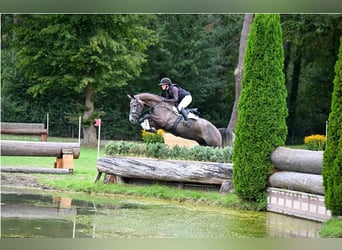 Caballo de salto Oldenburgo, Caballo castrado, 5 años, 175 cm, Tordo
