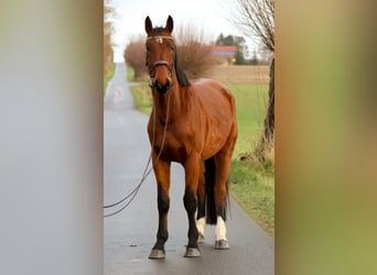 Caballo de salto Oldenburgo, Caballo castrado, 5 años, 179 cm, Castaño