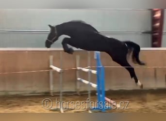 Caballo de salto Oldenburgo, Caballo castrado, 5 años, 180 cm, Negro