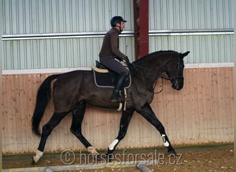 Caballo de salto Oldenburgo, Caballo castrado, 5 años, 180 cm, Negro