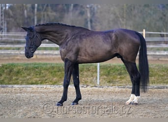 Caballo de salto Oldenburgo, Caballo castrado, 5 años, 180 cm, Negro