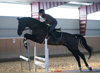 Caballo de salto Oldenburgo, Caballo castrado, 5 años, 180 cm, Negro