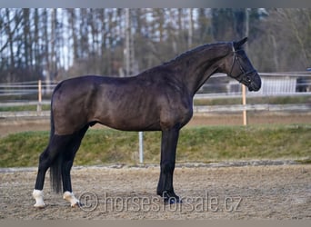 Caballo de salto Oldenburgo, Caballo castrado, 5 años, 180 cm, Negro