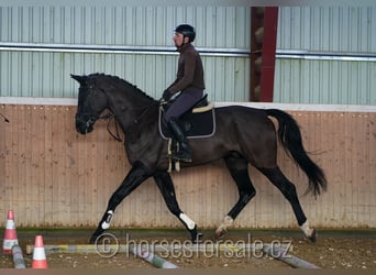 Caballo de salto Oldenburgo, Caballo castrado, 5 años, 180 cm, Negro