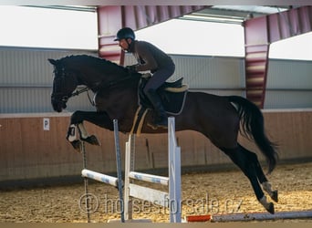 Caballo de salto Oldenburgo, Caballo castrado, 5 años, 180 cm, Negro