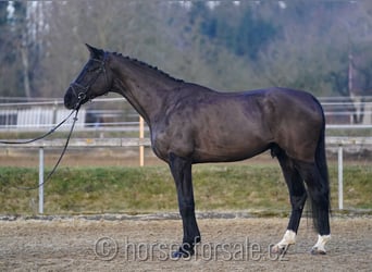 Caballo de salto Oldenburgo, Caballo castrado, 5 años, 180 cm, Negro