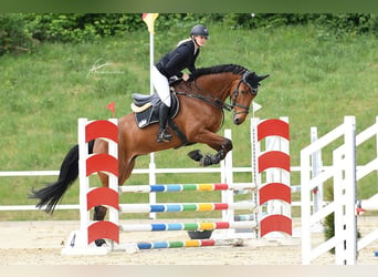 Caballo de salto Oldenburgo, Caballo castrado, 5 años, 181 cm, Castaño