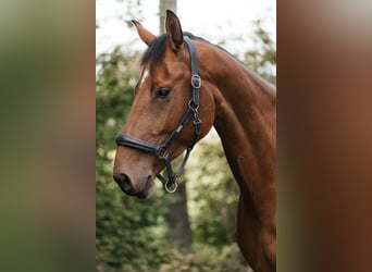 Caballo de salto Oldenburgo, Caballo castrado, 5 años, 181 cm, Castaño